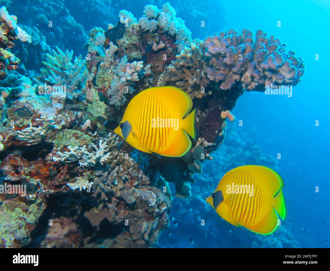 Masken-Falterfische Chaetodon semilarvatus, Tauchplatz Jackson Reef, Rotes Meer, Ägypten *** pesce farfalla mascherato Chaetodon semilarvatus , sito di immersione Jackson Reef, Mar Rosso, Egitto Foto Stock