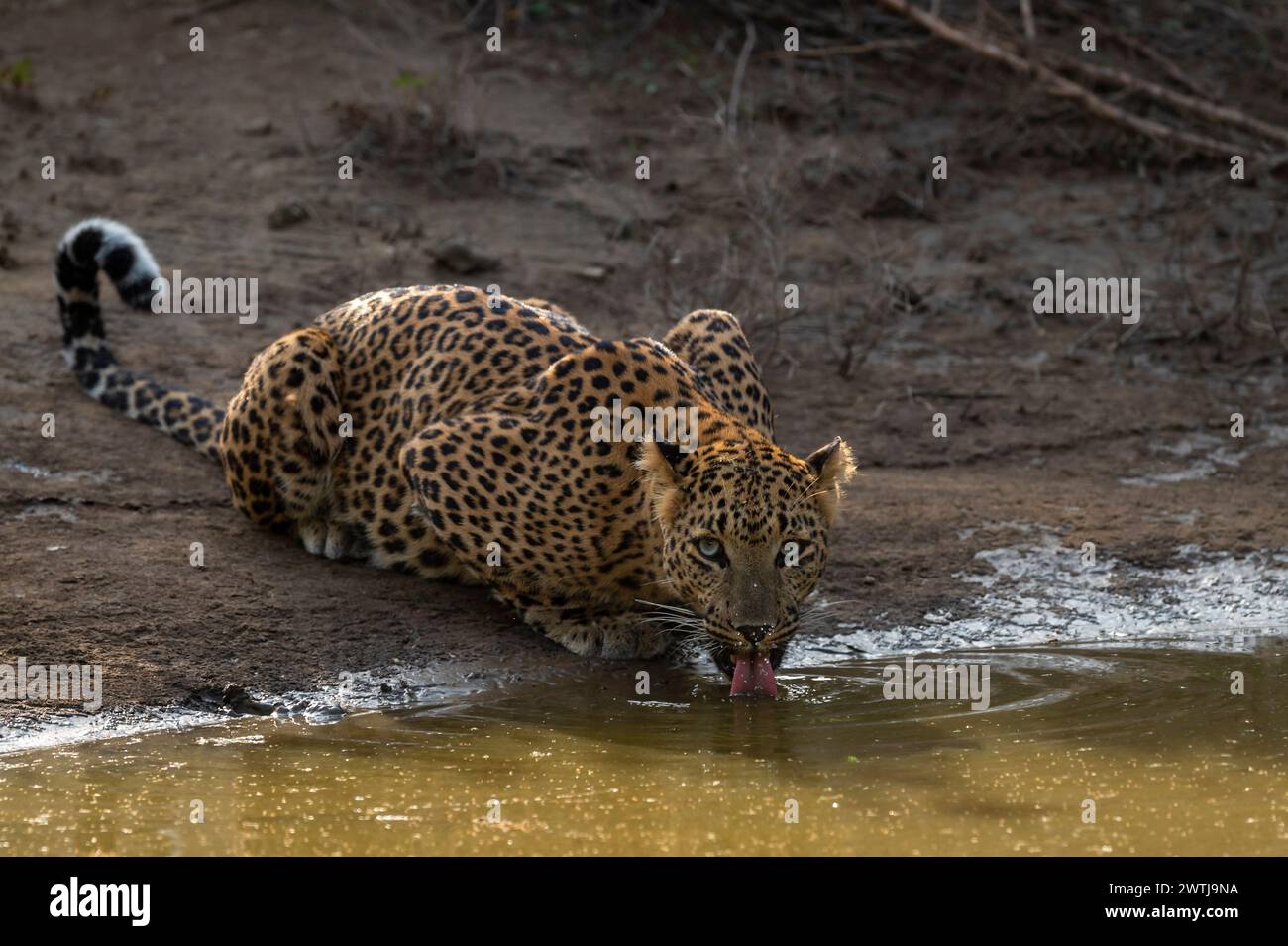 Pantera di leopardo selvatico indiano panthera pardus dissetante o acqua potabile dalla sorgente con contatto visivo durante il safari alla jhalana jaipur Foto Stock