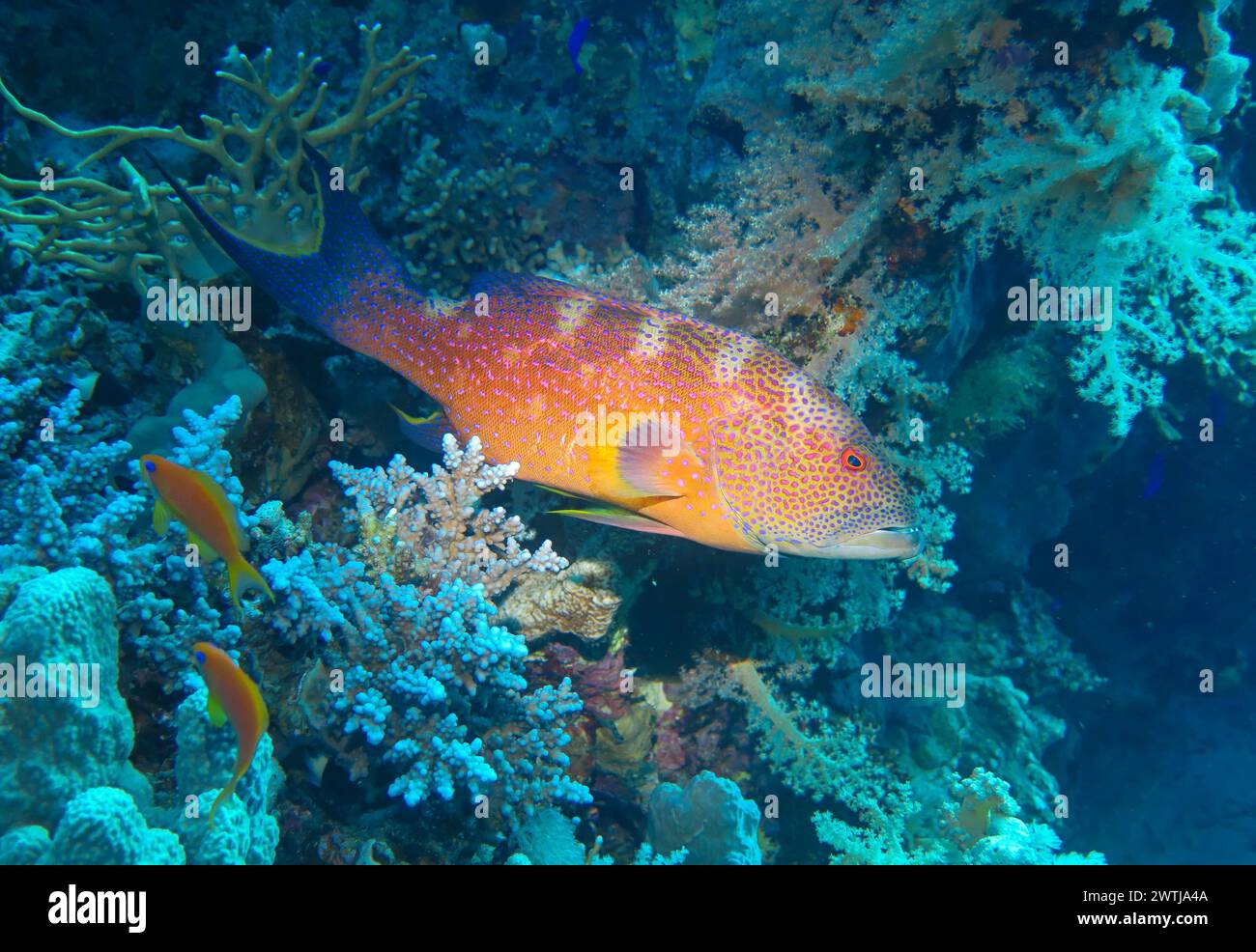 Barsch, Tauchplatz Jackson Reef, Rotes Meer, Ägypten *** Perch, sito di immersione Jackson Reef, Mar Rosso, Egitto Foto Stock