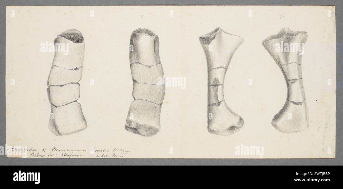 La scapola di Plesiosaurus funziona su carta Foto Stock