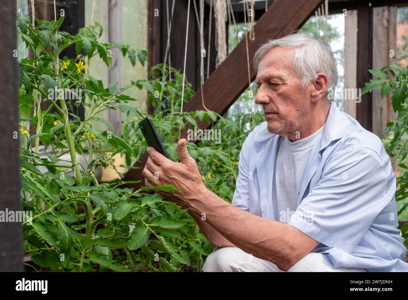 Uomo anziano che scatta foto di pomodori ed esamina le piante da vicino con uno smartphone, raffigurando l'attenzione ai dettagli nel giardinaggio domestico, adatto per Foto Stock