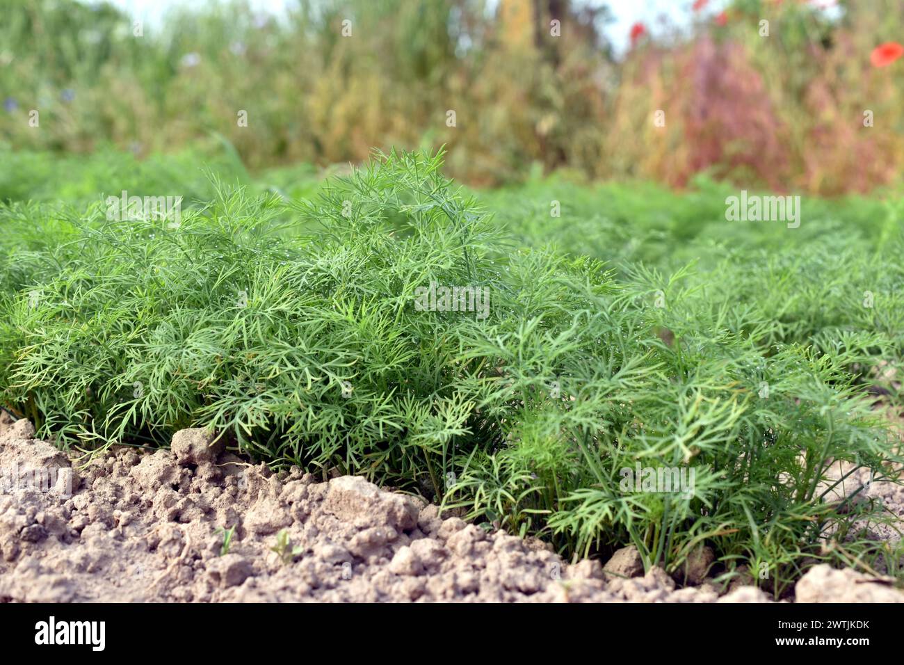 L'immagine mostra un letto con foglie di aneto verde, che sono densamente piantate. Foto Stock