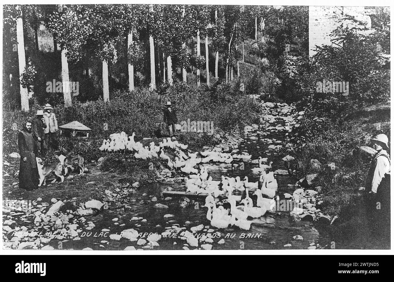 Collotipo - gruppo di anatre, Abbaye de Notre Dame du Lac, la Trappe, Oka, QC, circa 1910 Foto Stock