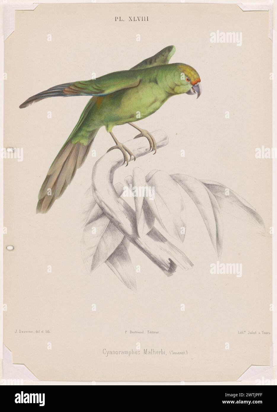 Cyanoramphus Malherbi, (Souancé) stampa, litografie trasferibili, opere su carta Foto Stock