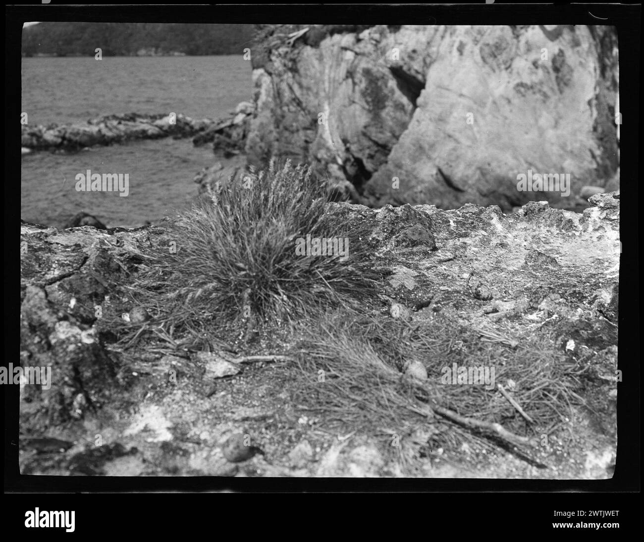 Negativi d'argento della gelatina delle piante costiere, negativi in bianco e nero Foto Stock Negativi d'argento della gelatina delle piante costiere, negativi in bianco e nero Foto Stock