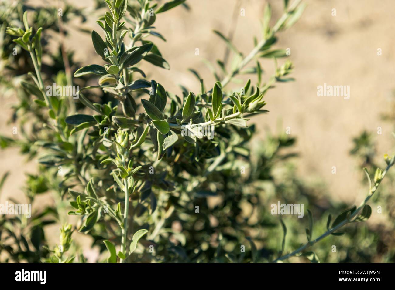 Anthyllis cytisoides, veccia renale tipo spazzatura Foto Stock