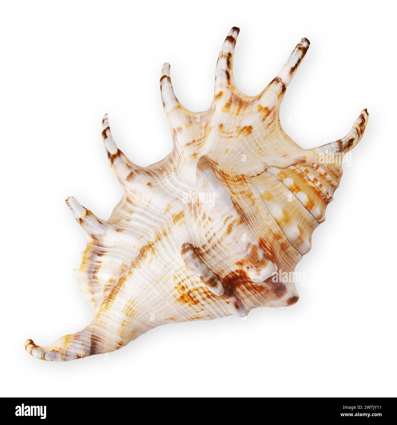 Vista dall'alto di una conchiglia, isolata su sfondo bianco. Rappresenta il concetto di vacanza estiva al mare, evocando ricordi di momenti piacevoli Foto Stock