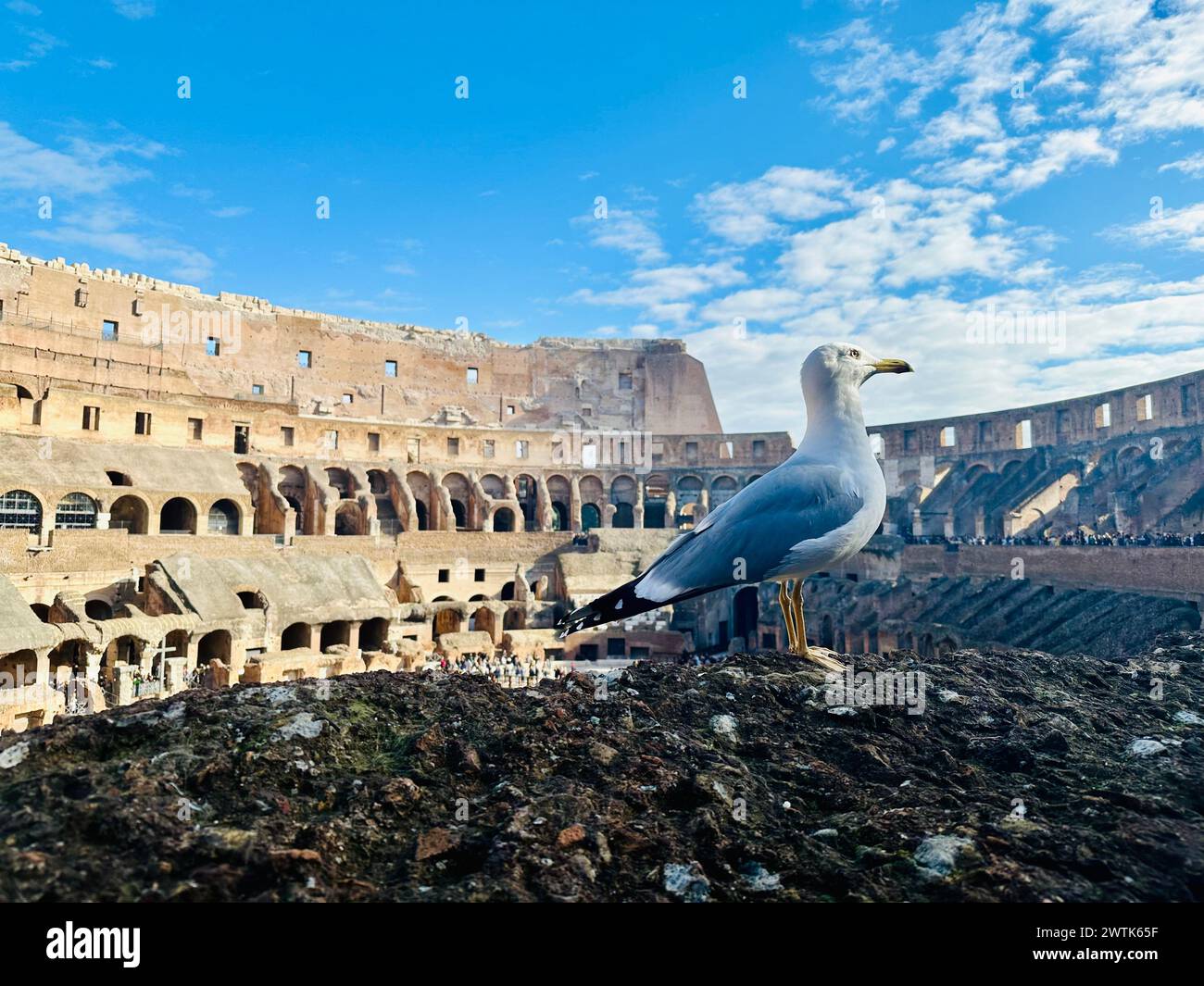 Un gabbiano arroccato su un muro di pietra del Colosseo. Roma, Italia Foto Stock