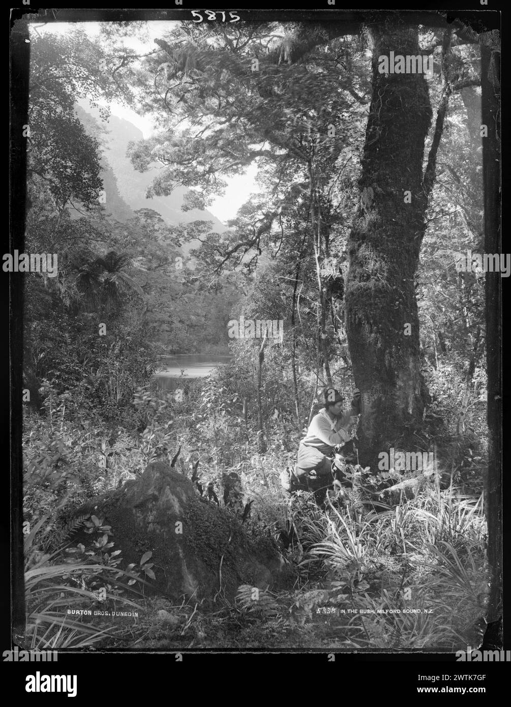 In The Bush, Milford Sound, NZ gelatina secco piatti negativi, nero e bianco negativi Foto Stock