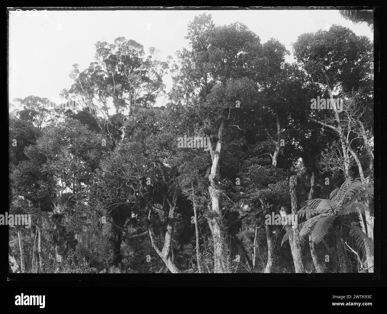 Foresta di Kauri, Metrosideros robusta in gelatina di sfondo negativi d'argento, negativi in bianco e nero Foto Stock