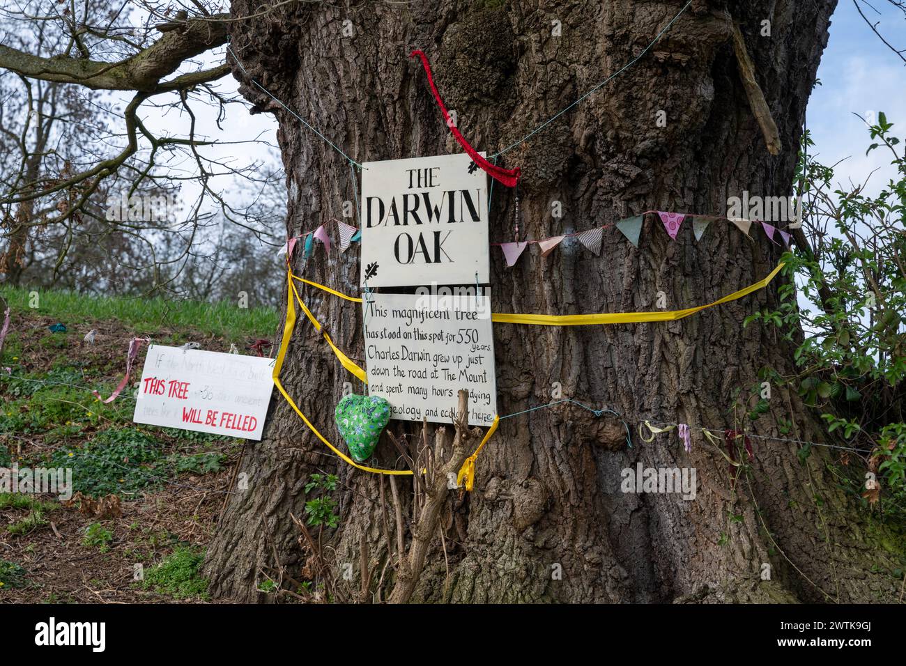 L'albero noto come Darwin Oak cresce in un campo alla periferia di Shrewsbury lungo il percorso di una proposta tangenziale. Foto Stock