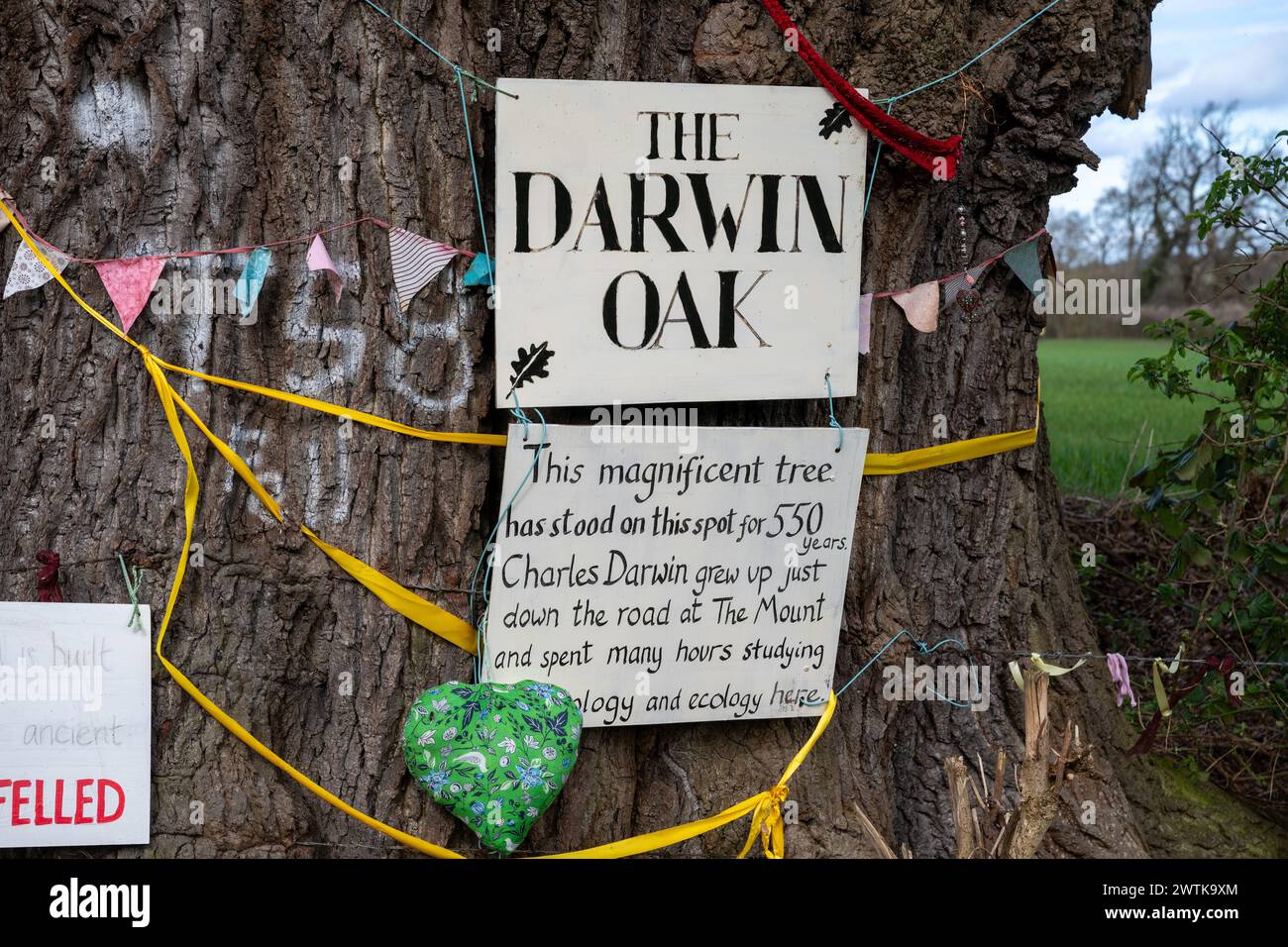 L'albero noto come Darwin Oak cresce in un campo alla periferia di Shrewsbury lungo il percorso di una proposta tangenziale. Foto Stock