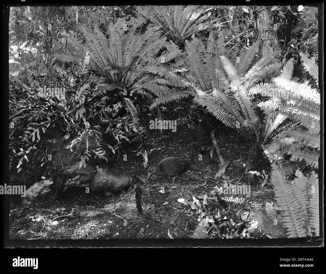 Gallirallus australis (WEKA occidentale) - negativi in bianco e nero di Rallidae, negativi in piastra secca di gelatina Foto Stock