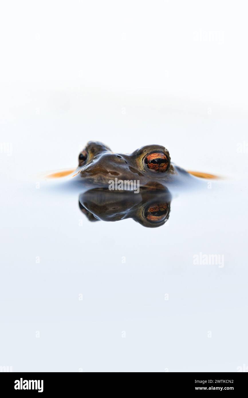 Rospo comune ( Bufo bufo ) galleggiante, nuoto sulla superficie dell'acqua, ravvicinato di un maschio in attesa di femmine durante la loro stagione riproduttiva, bello specchio re Foto Stock