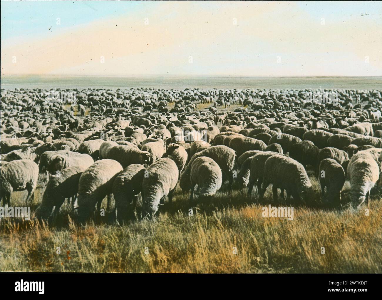 Trasparenza - pecora nelle praterie, SK, circa 1922 Foto Stock