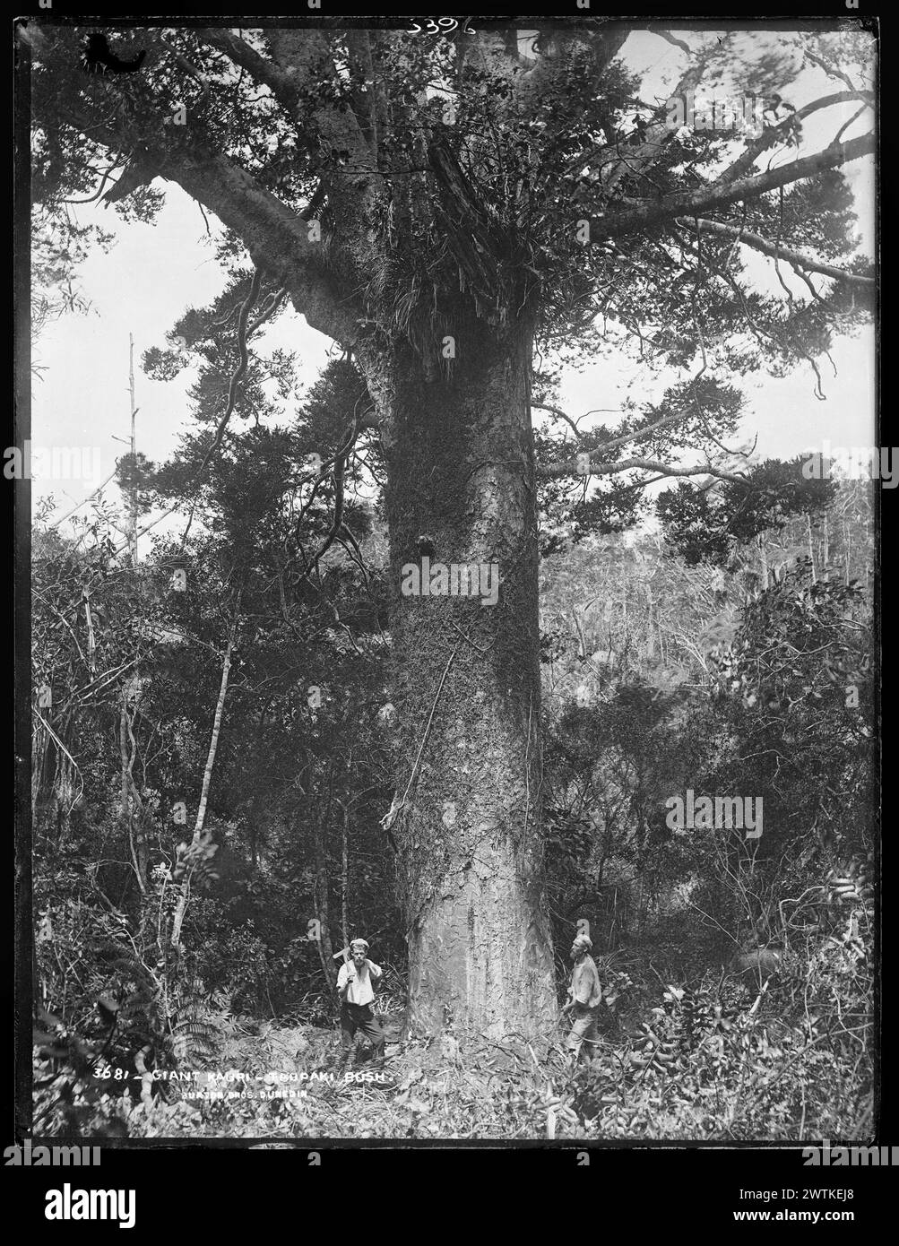 Gigante Kauri, Taupaki Bush gelatina secco piatti negativi, bianco e nero negativi Foto Stock