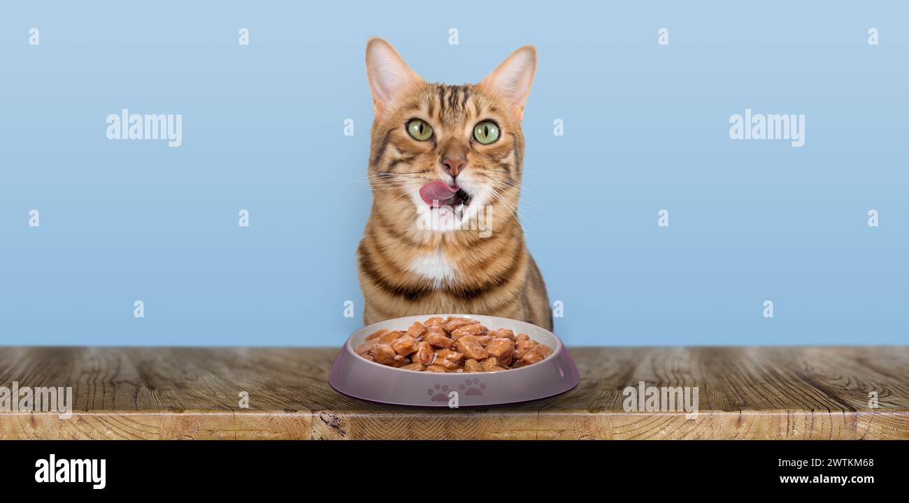 Un gatto domestico mangia cibo umido per gatto. Cat e cibo isolati su sfondo blu. Copia spazio. Foto Stock