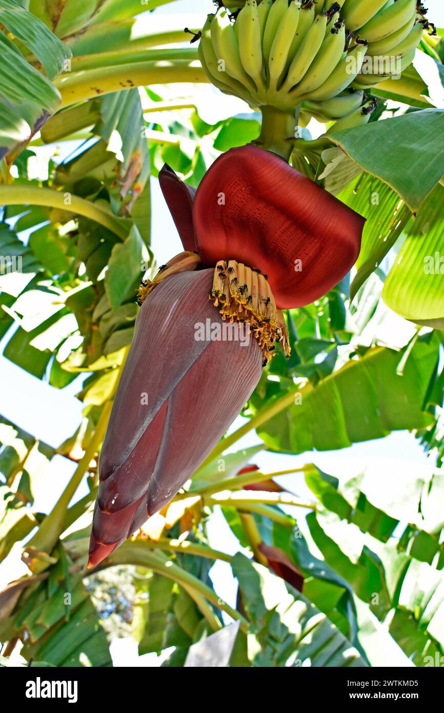 Banana floreale e api senza pungiglione che impollinano, Ribeirao Preto, San Paolo, Brasile Foto Stock