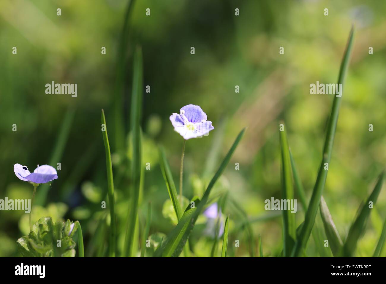 Un primo piano di piccoli fiori in erba alta Foto Stock