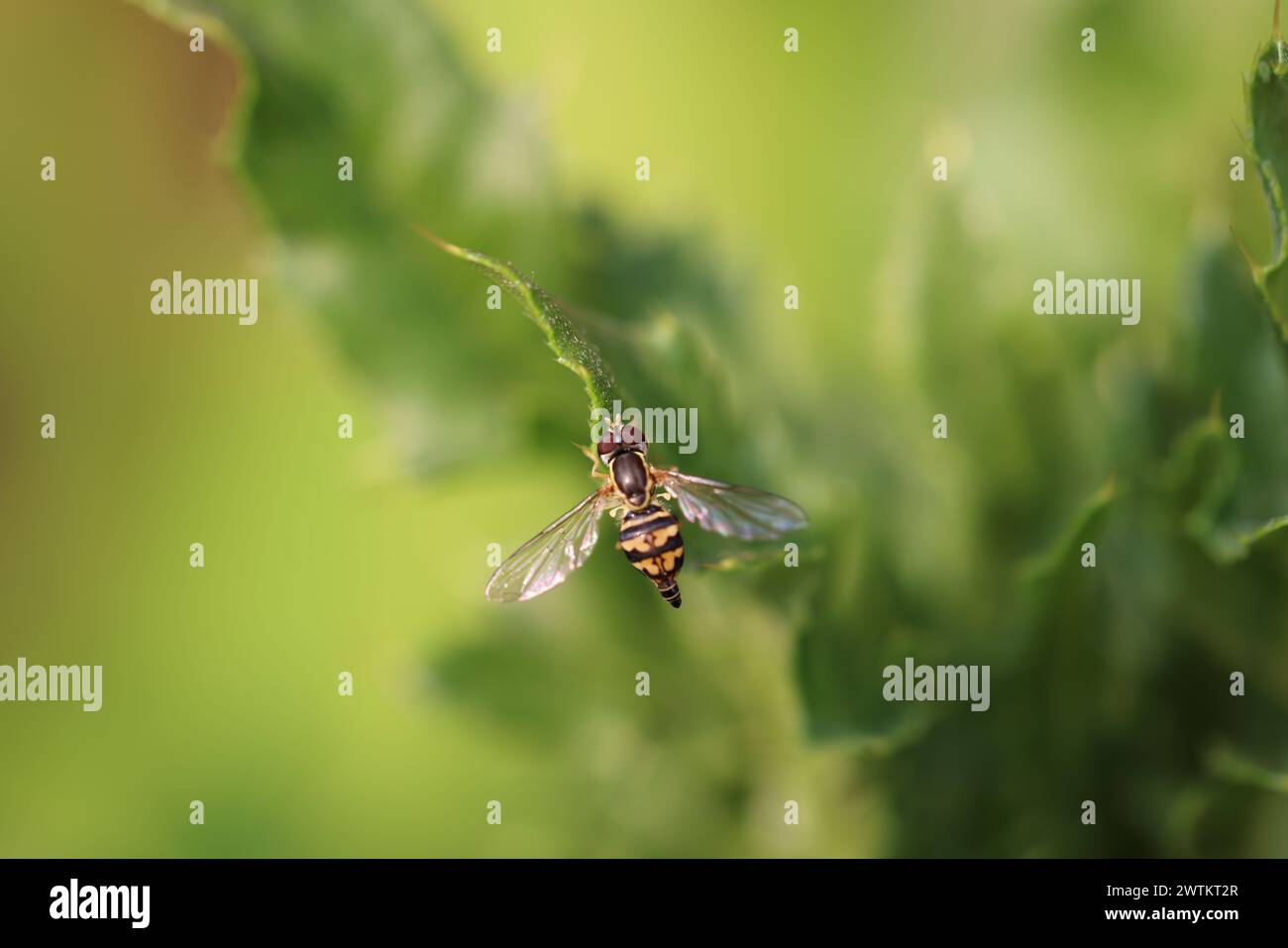 Un primo piano di un hoverfly che poggia su foglie verdi vivaci Foto Stock