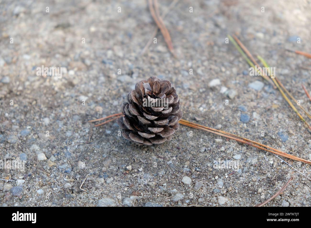 Asciugare il pinecone stagionato sul terreno Foto Stock