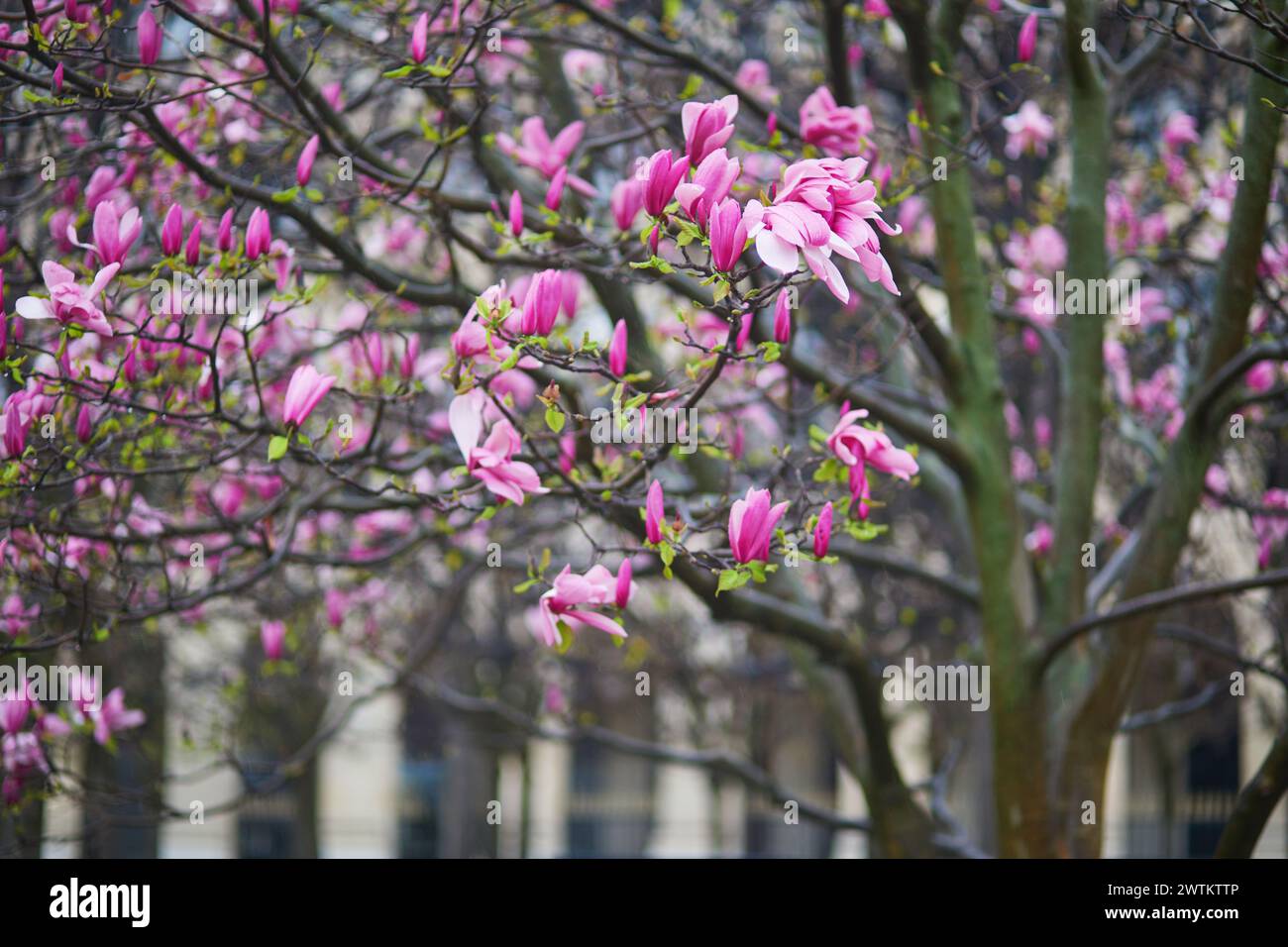 L'albero di magnolia rosa fiorisce in un giorno di pioggia primaverile a Parigi, in Francia Foto Stock