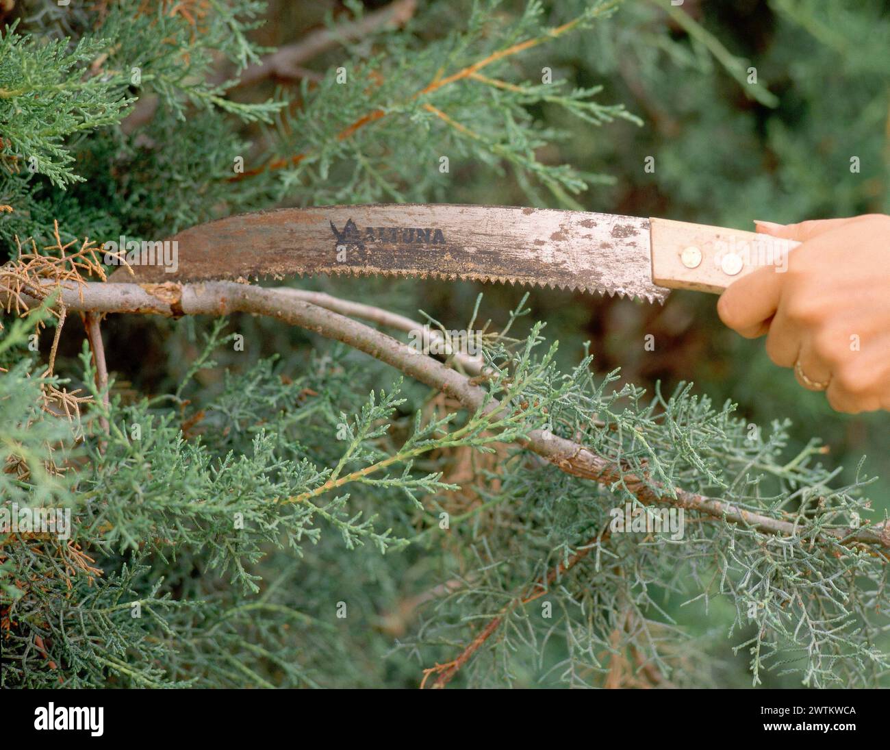 SIERRA PARA CORTAR RAMAS - FOTO AÑOS 90. Foto Stock