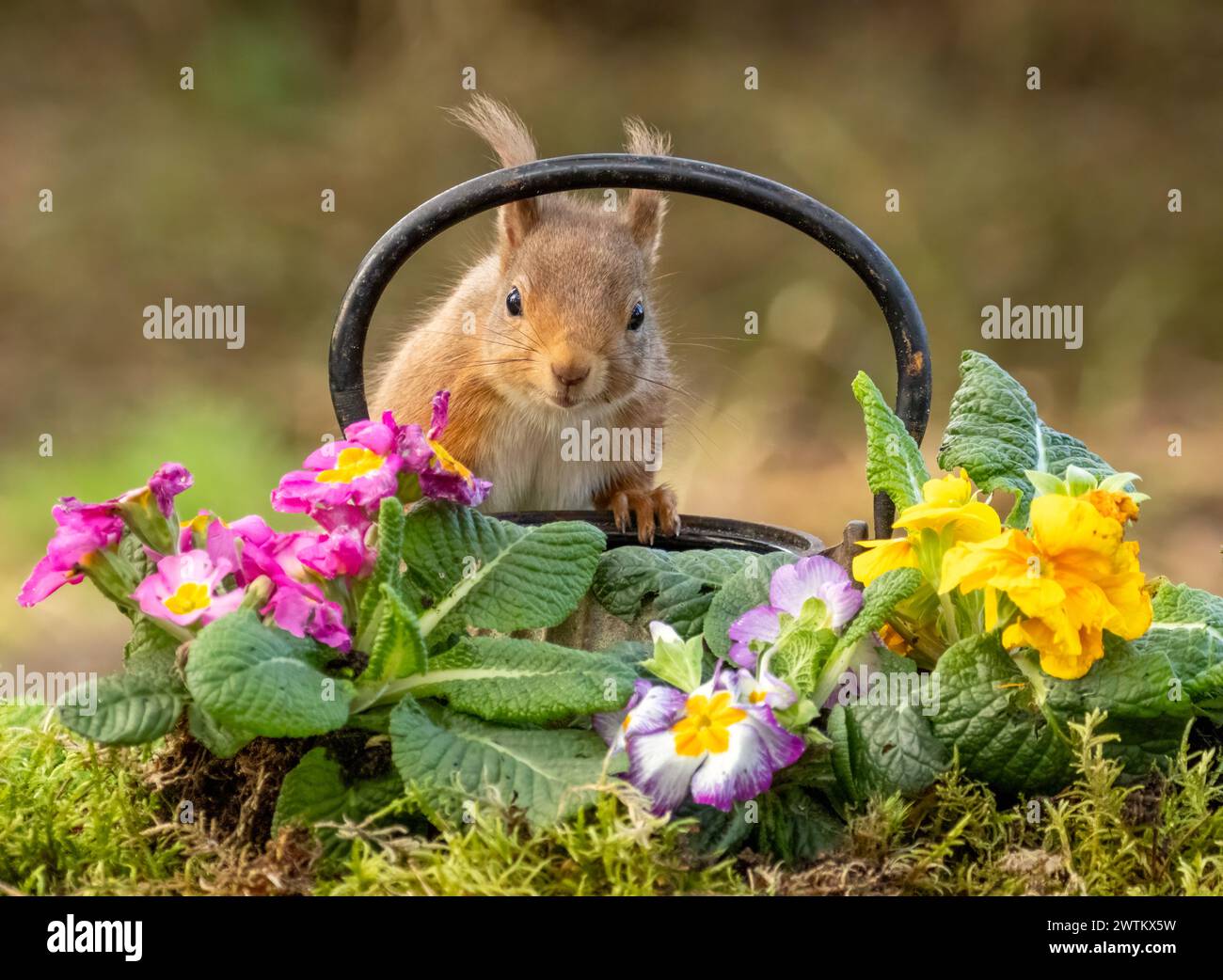 Curioso piccolo scoiattolo rosso scozzese che guarda un'antica teiera con primrose colorate Foto Stock