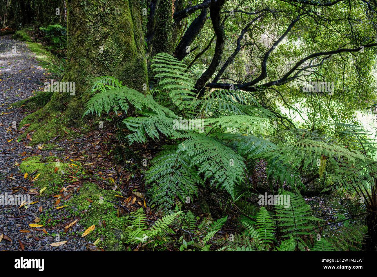 Vegetazione lussureggiante accanto al Bellbird Loop Track, al lago Mahinapua, alla regione della costa occidentale, all'Isola del Sud, alla nuova Zelanda Foto Stock
