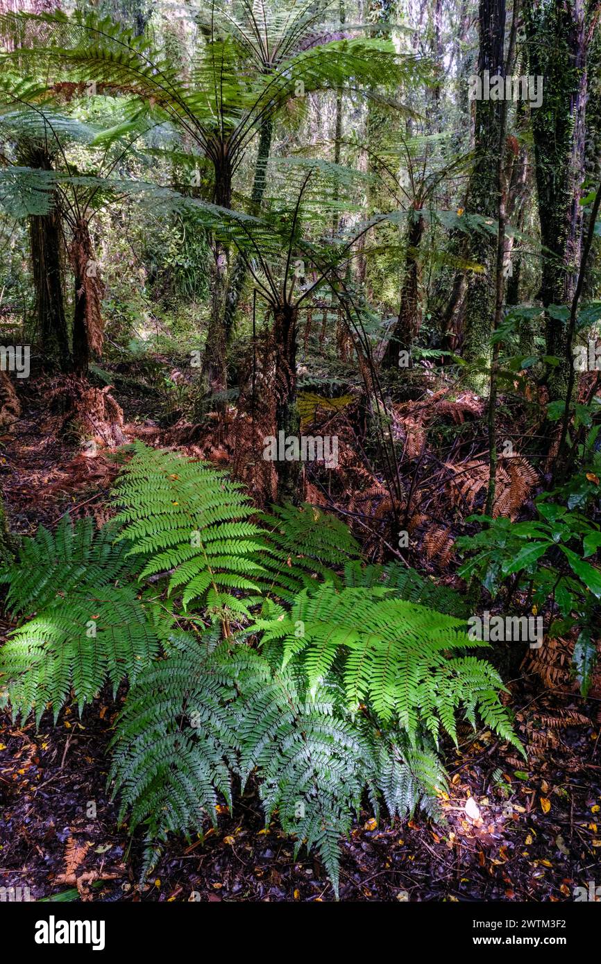 Vegetazione lussureggiante accanto al Bellbird Loop Track, al lago Mahinapua, alla regione della costa occidentale, all'Isola del Sud, alla nuova Zelanda Foto Stock