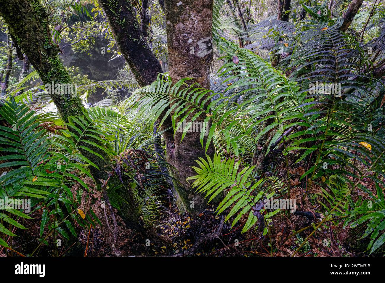 Vegetazione lussureggiante accanto al Bellbird Loop Track, al lago Mahinapua, alla regione della costa occidentale, all'Isola del Sud, alla nuova Zelanda Foto Stock