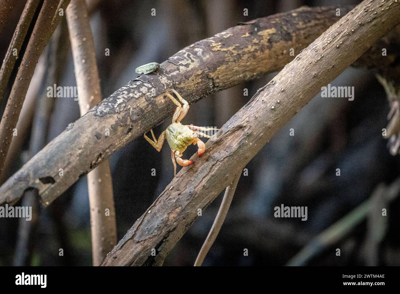 Piccolo granchio in posa nella palude di Caroni. Trinidad Foto Stock
