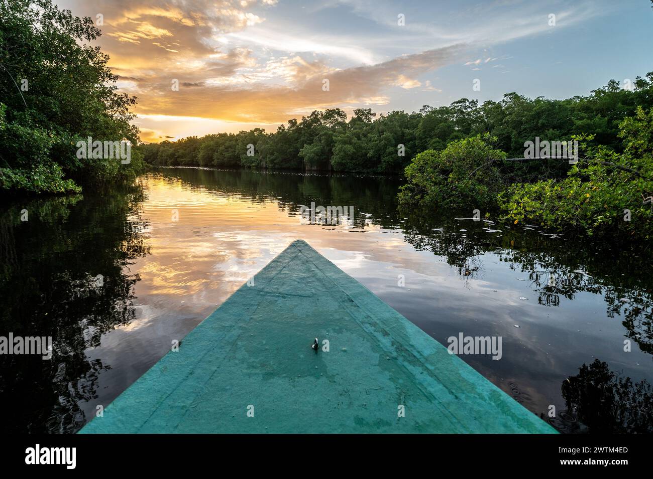 Fiume che scorre attraverso una palude Caroni Swamp. Trinidad e Tobago Foto Stock
