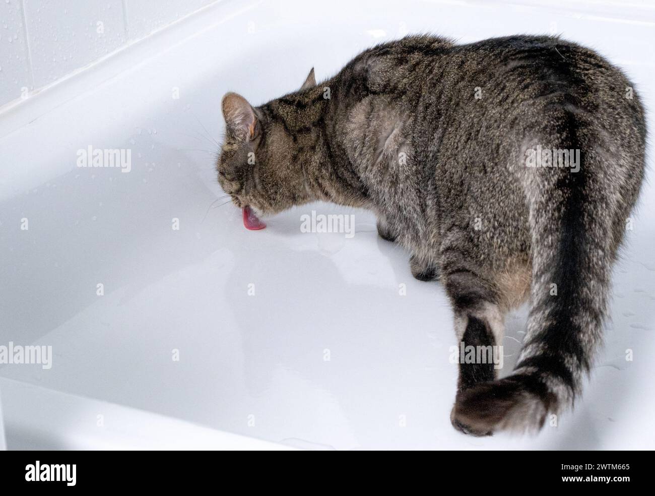 gatto che lecca l'acqua dal piatto doccia della vasca da bagno in bagno Foto Stock