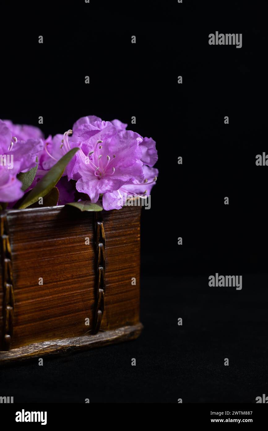 Fiori di rododendro viola in un'antica scatola di legno, su sfondo nero. Foto Stock