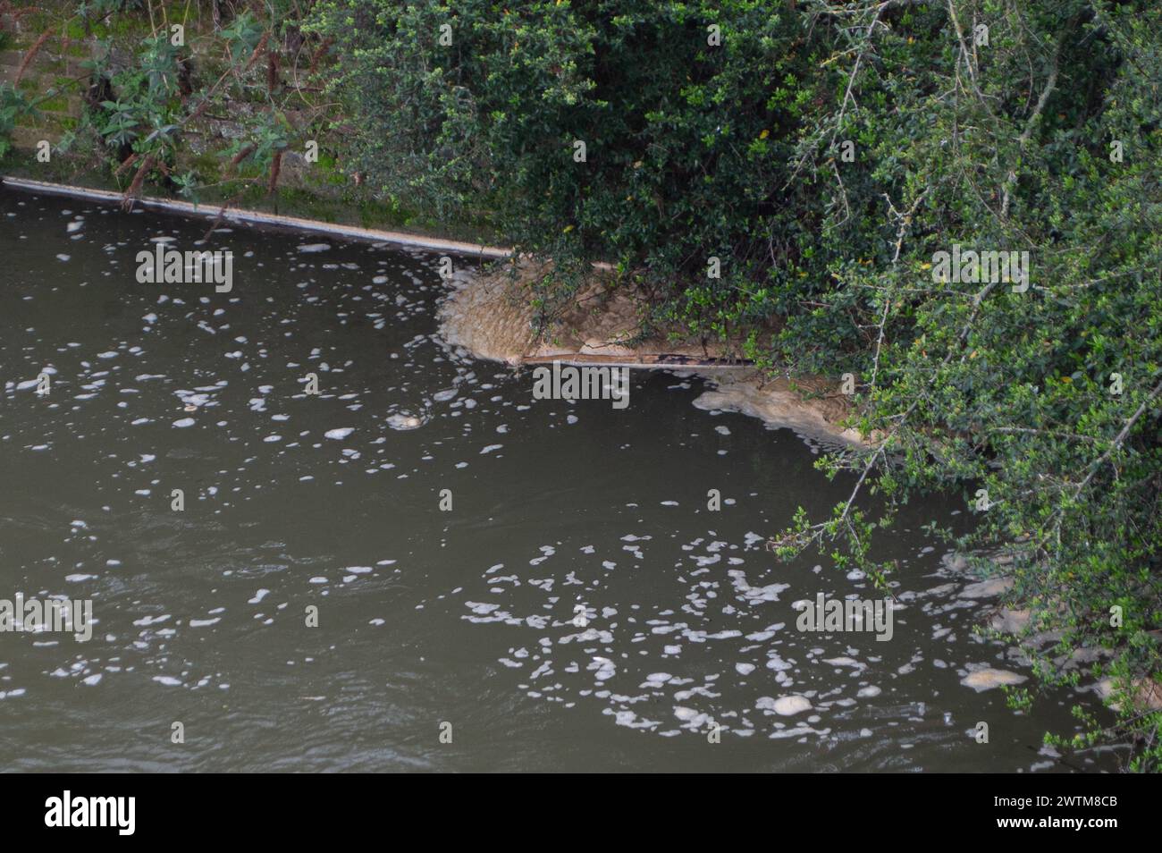 Windsor, Berkshire, Regno Unito. 18 marzo 2024. Le acque del Tamigi scaricano le acque reflue dai loro impianti di trattamento delle acque reflue di Windsor nel fiume Tamigi ancora oggi. Si prevede che l'acqua del Tamigi finirà nel prossimo futuro e alcuni ambientalisti sperano che l'acqua del Tamigi venga nuovamente nazionalizzata. Le acque del Tamigi hanno un record molto scarso nello scarico di acque reflue nei fiumi. Crediti: Maureen McLean/Alamy Live News Foto Stock