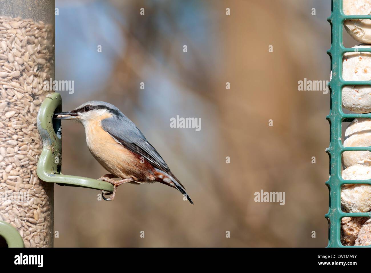 Nuthatch Sitta europaea, sulle parti superiori blu grigie strisce oculari nere guance bianche buff arancioni scalpello come coda corta e rigida Foto Stock