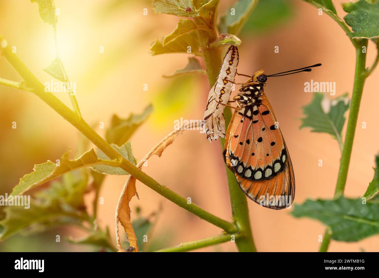 La farfalla emerse dalla pupa e dalla larva nella foresta. Il Tawny Caster emerge da una crisalide. Acraea terpsicore. macro. Foto Stock