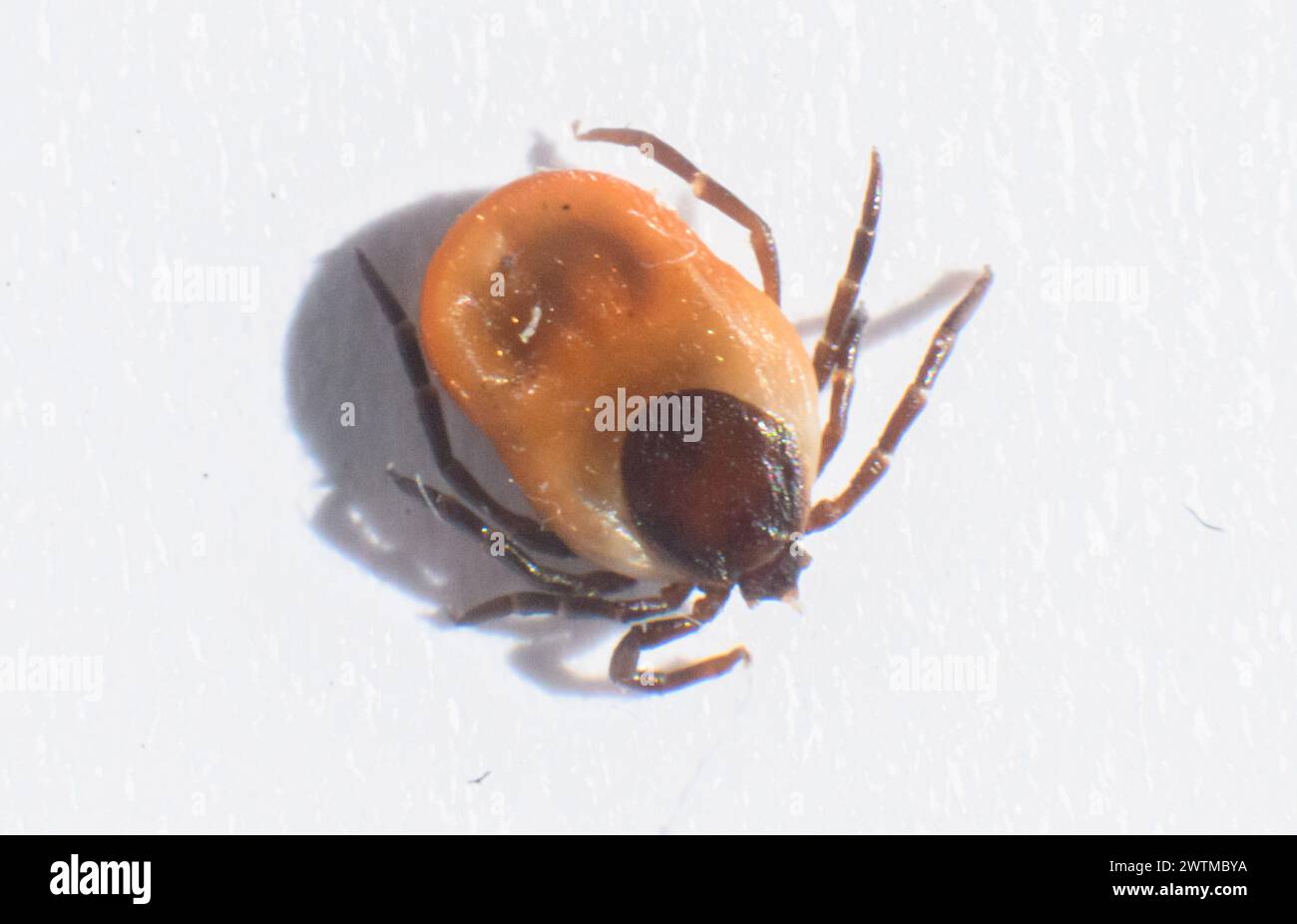 Laatzen, Germania. 18 marzo 2024. Una zecca della specie zecca comune del legno (Ixodes ricinus female) si trova su un libro bianco. Dopo l'inverno mite, gli esperti di zecche si aspettano un numero particolarmente elevato di zecche, che ora possono essere attive tutto l'anno. Credito: Julian Stratenschulte/dpa/Alamy Live News Foto Stock