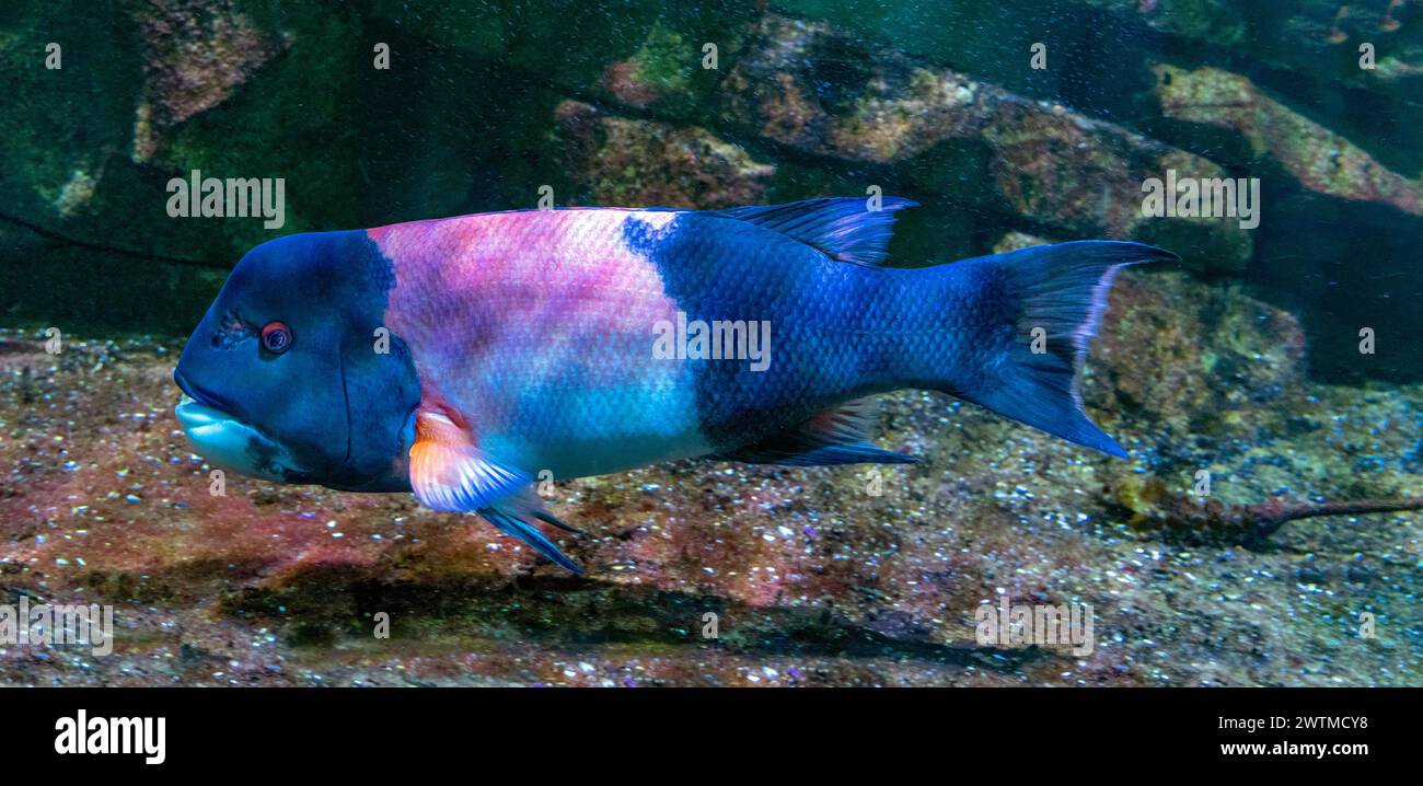 Il pesce gatto della California, chiamato anche testa di pecora della California (Semicossyphus pulcher). Originario dell'Oceano Pacifico orientale. Foto Stock