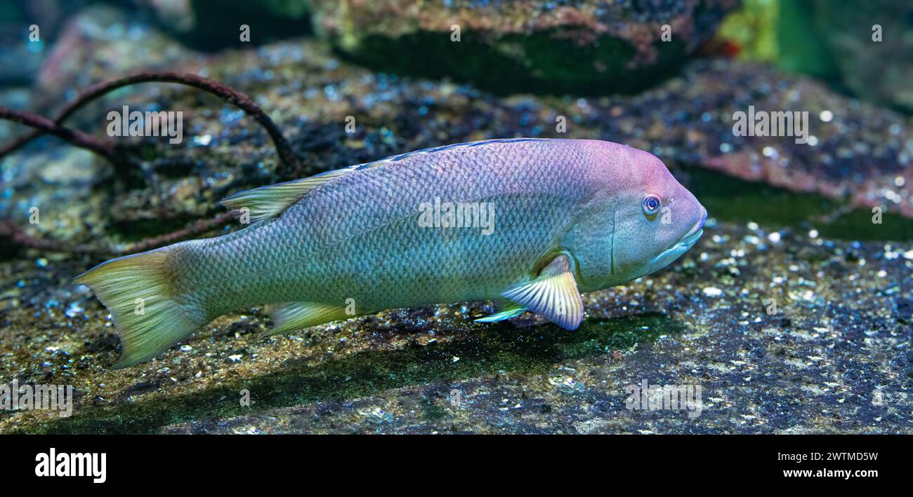 Il pesce gatto della California, chiamato anche testa di pecora della California (Semicossyphus pulcher). Originario dell'Oceano Pacifico orientale. Foto Stock