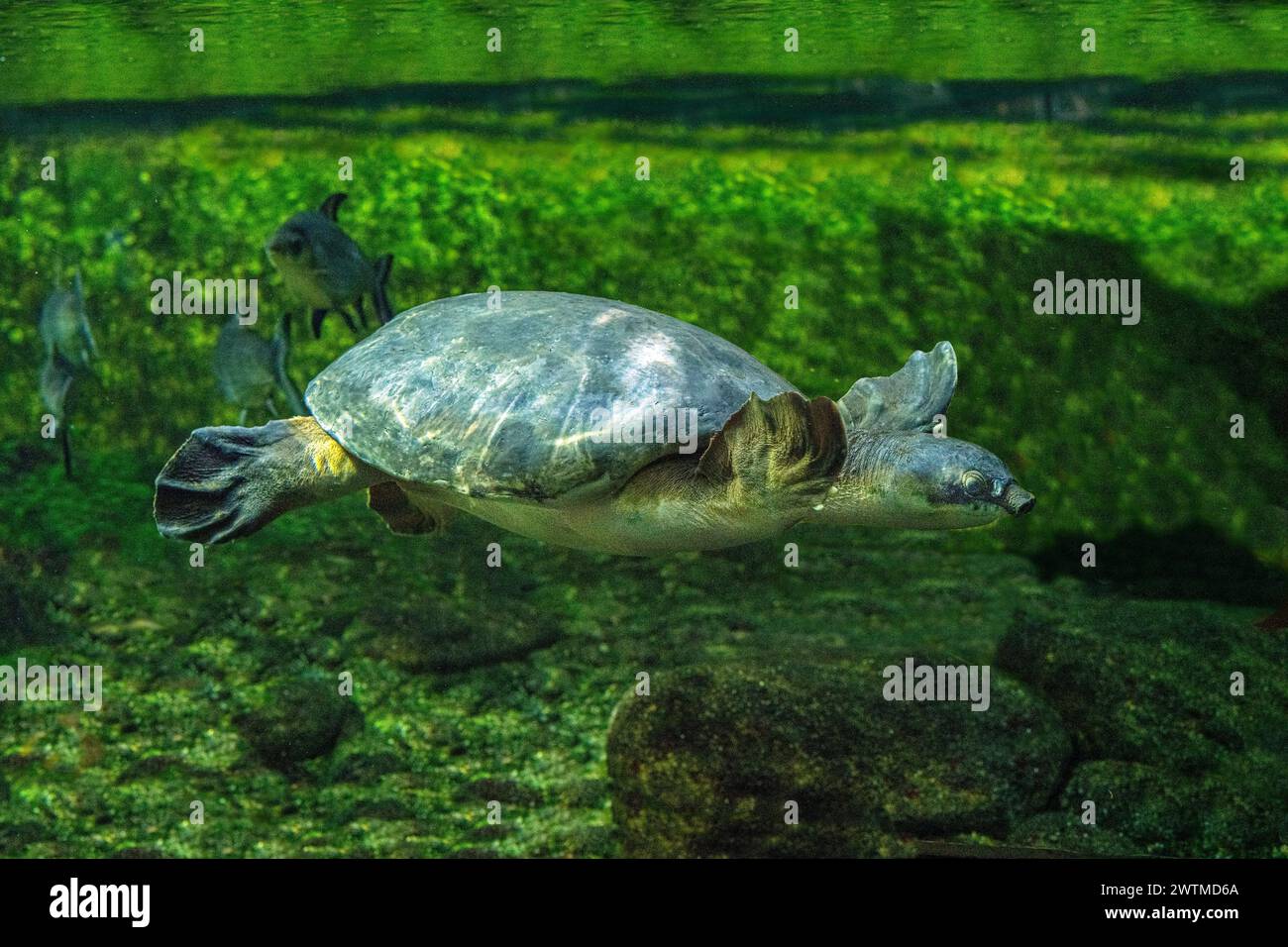 La tartaruga dal naso di maiale (Carettochelys insculpta), nota anche come tartaruga del Fly River Foto Stock