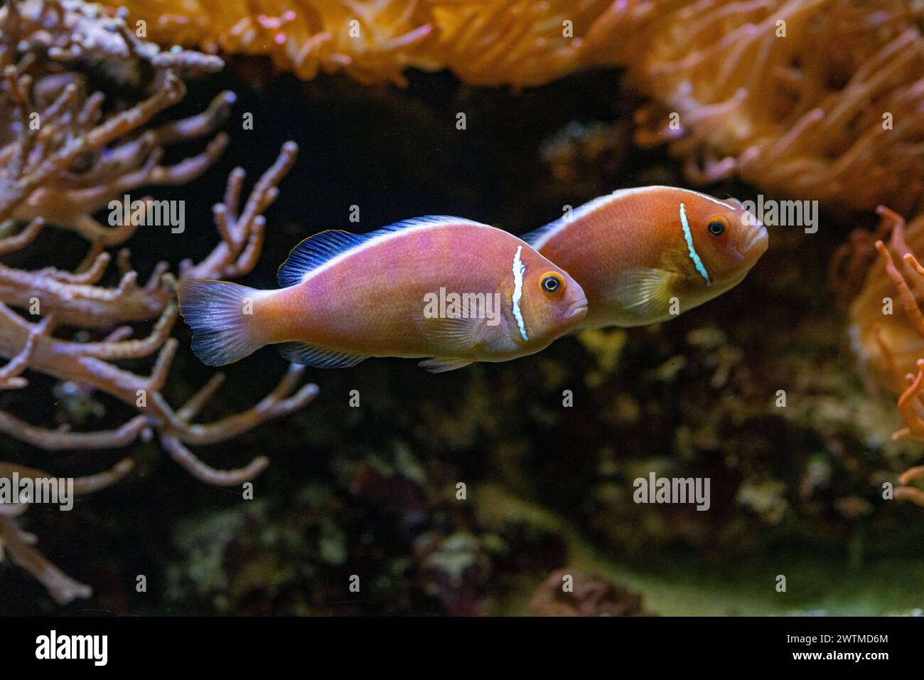 Un paio di anemonefish comune (Amphiprion perideraion) Foto Stock