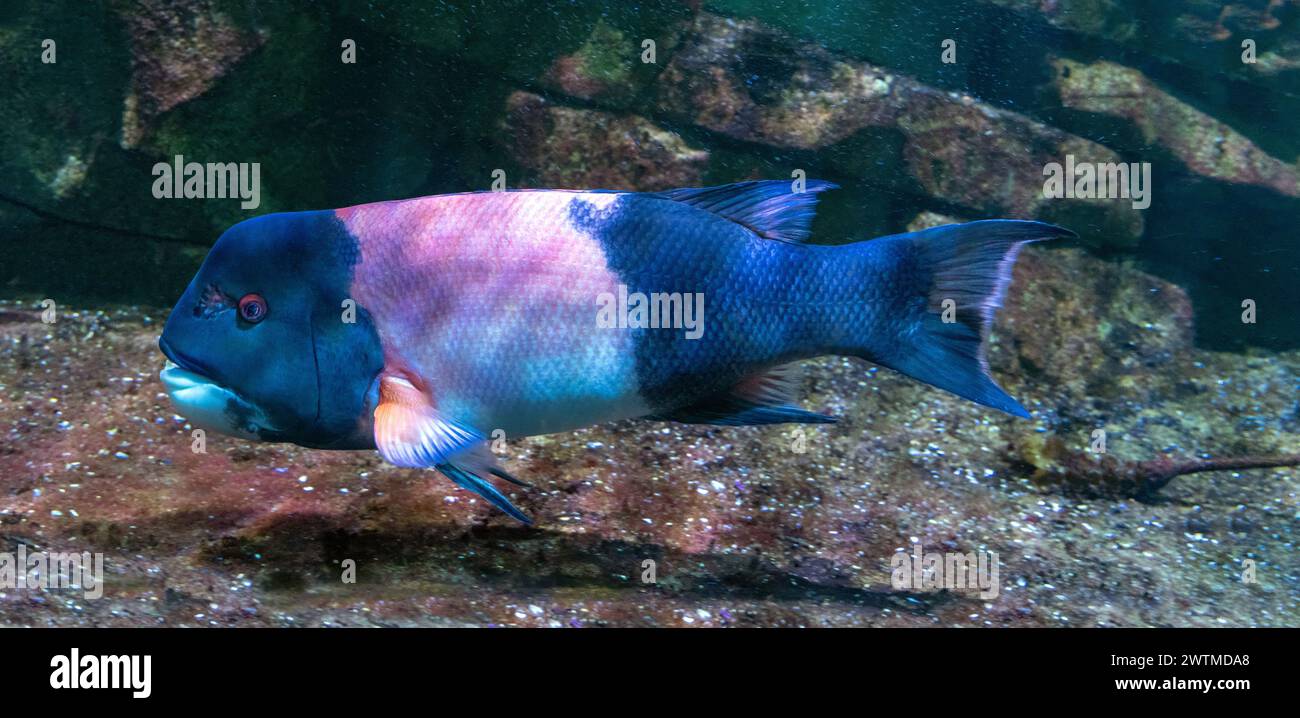 Il pesce gatto della California, chiamato anche testa di pecora della California (Semicossyphus pulcher). Originario dell'Oceano Pacifico orientale. Foto Stock