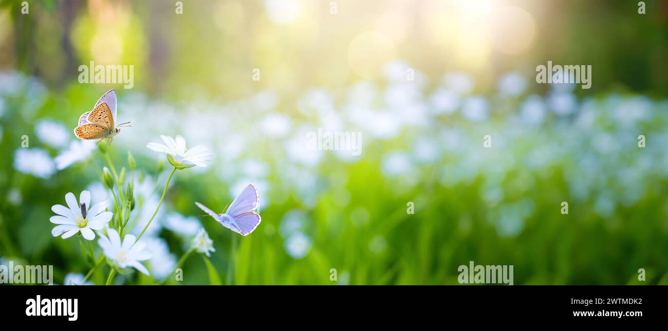 La foresta primaverile è piena di fiori primaverili bianchi e farfalle in una giornata di sole Foto Stock