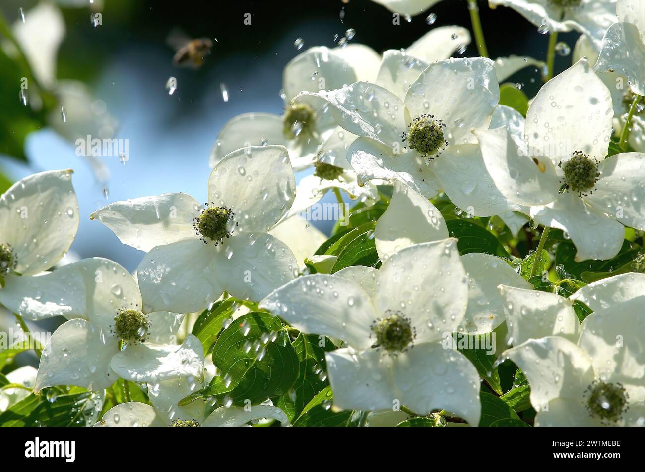 Cornus kousa - Cinese Dogwood "China Girl" - gocce d'acqua che cadono sulle fioriture di China Girl. Foto Stock