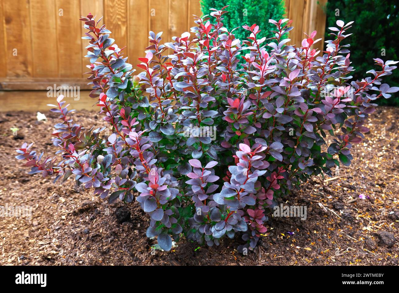 Concorde Japanese Barberry (Berberis thunbergii 'Concorde') - foglie scure, arbusto a bassa manutenzione. Foto Stock
