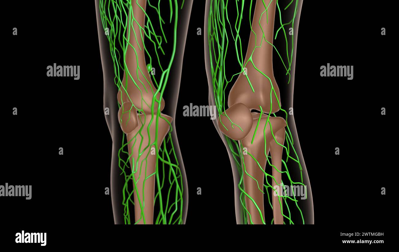 anatomia dei linfonodi femminili con scheletro per l'illustrazione 3d del concetto medico Foto Stock