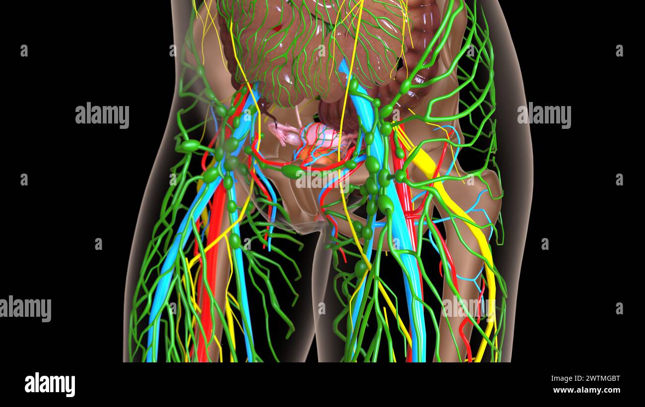 anatomia dei linfonodi femminili con organi interni per l'illustrazione 3d del concetto medico Foto Stock