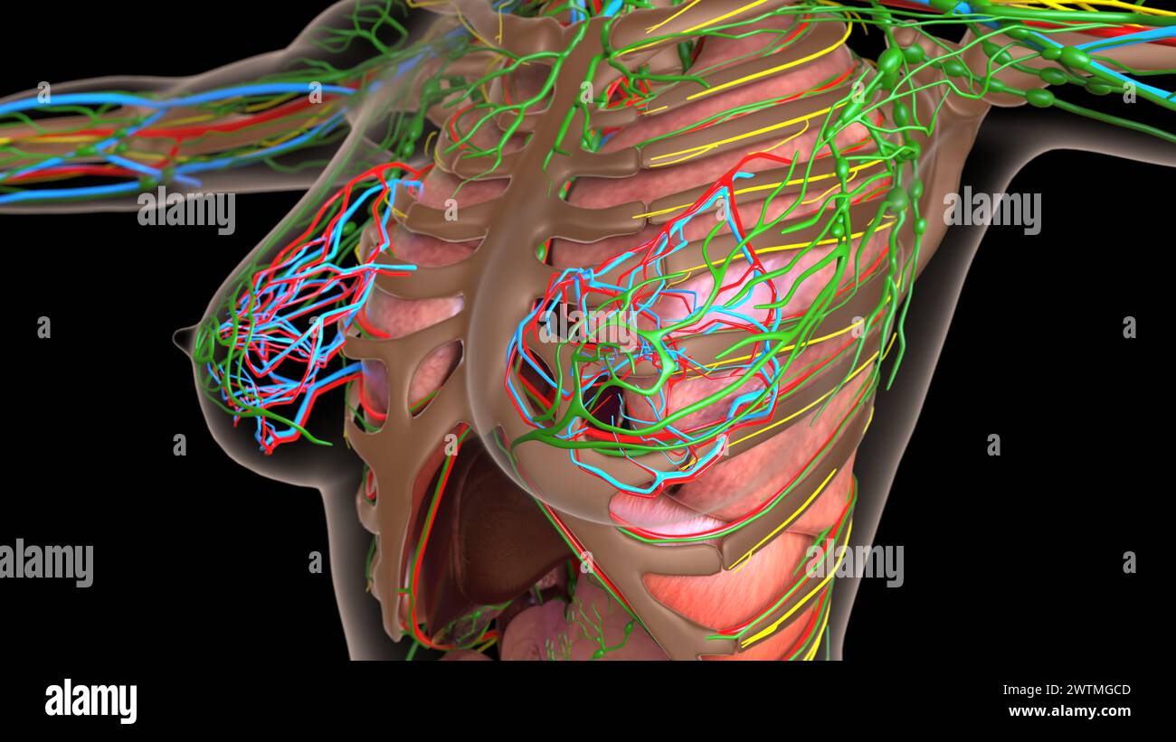 anatomia dei linfonodi femminili con organi interni per l'illustrazione 3d del concetto medico Foto Stock